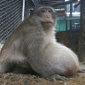 Meet your Posher, Wyatt